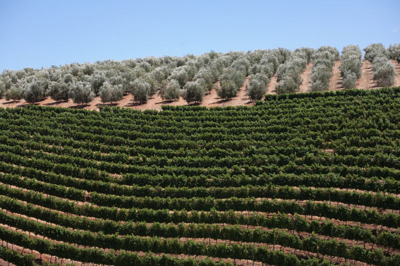 Vignes en Afrique du Sud