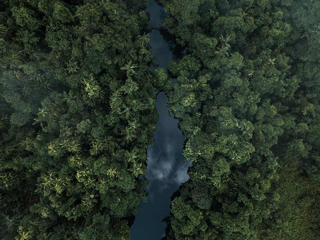 Paysages de Daintree Rainforest