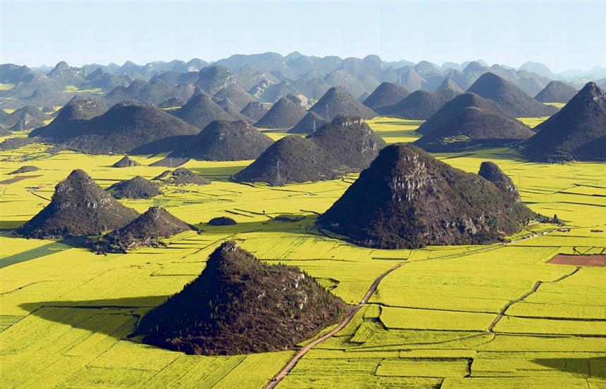 Champs de fleurs de colza dans le Yunnan