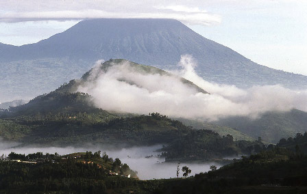 Parc national des Volcans : gorilles at home