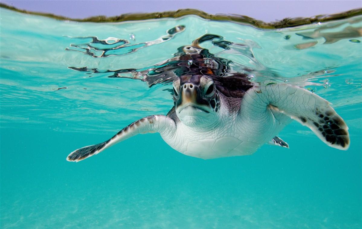 Les Maldives, bonjour paresse