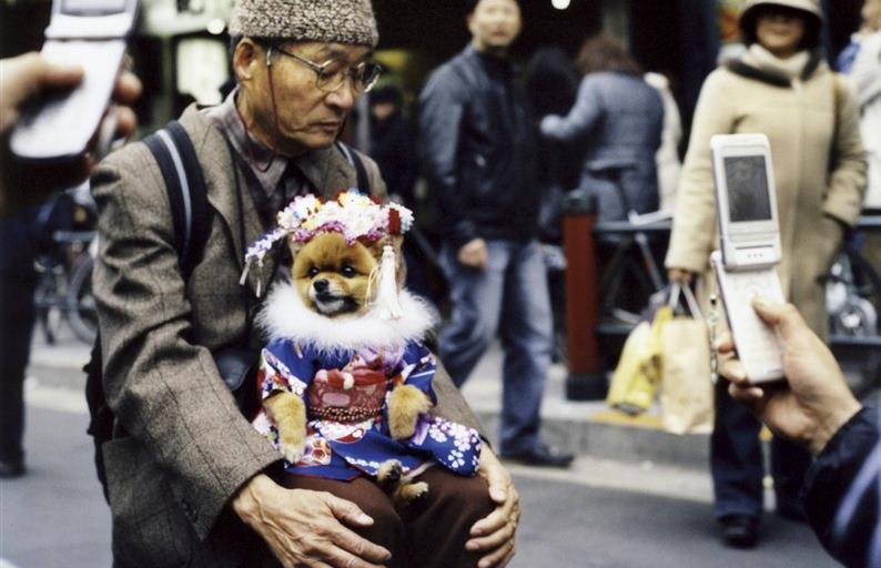 Les chiens, divas des villes japonaises