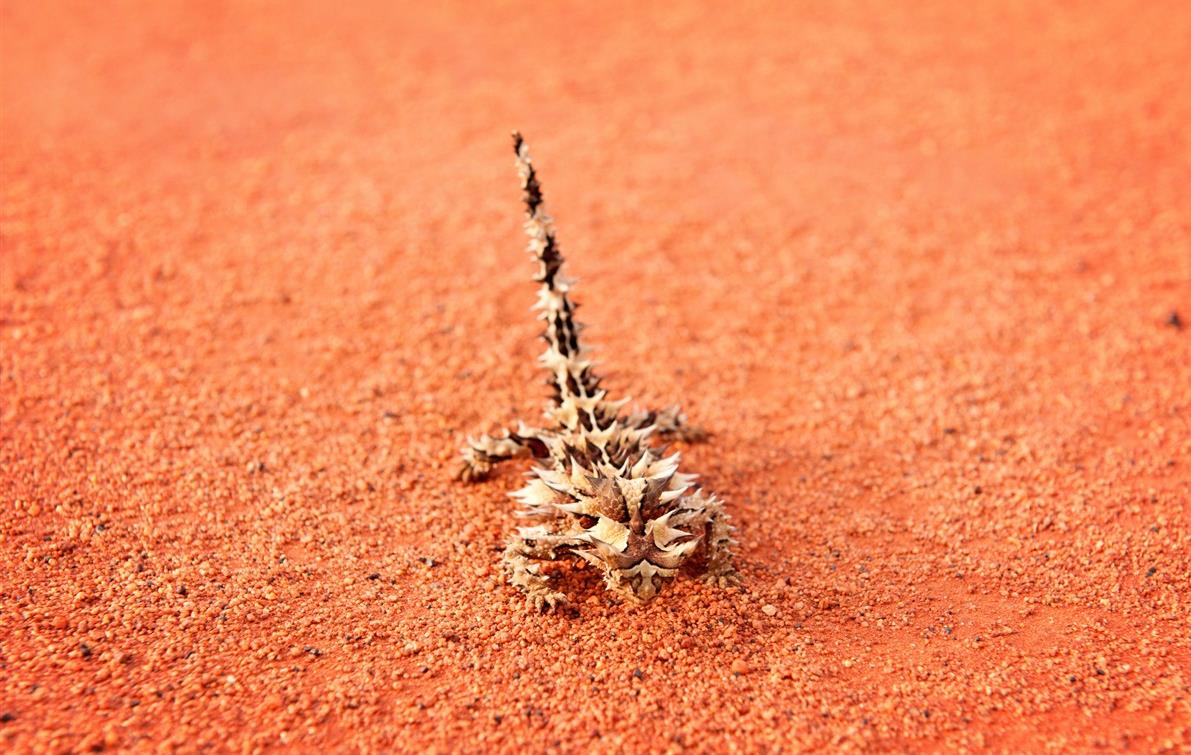 Ces animaux que vous ne verrez qu'en Australie